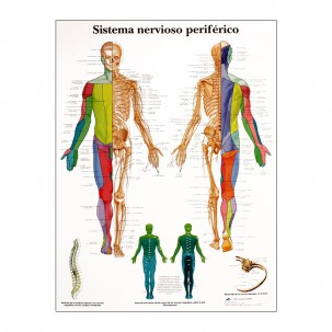 Lâmina de anatomia: Sistema nervoso periférico